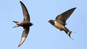 Swallows_in_ Flight.jpg Wallpaper