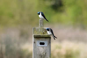 Swallows Restingon Birdhouse Wallpaper