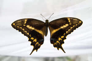 Swallowtail Butterfly Spread Wings Wallpaper