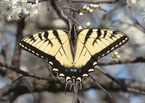 Swallowtail Butterflyon Blossoming Branch Wallpaper