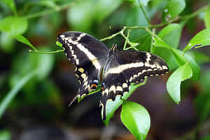 Swallowtail Butterflyon Green Leaves.jpg Wallpaper