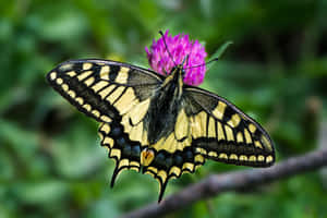 Swallowtail Butterflyon Purple Flower Wallpaper