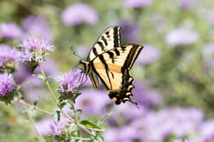 Swallowtail Butterflyon Purple Flowers Wallpaper