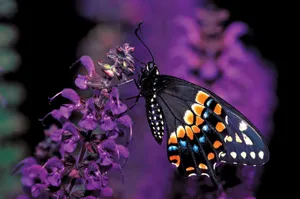 Swallowtail Butterflyon Purple Flowers Wallpaper