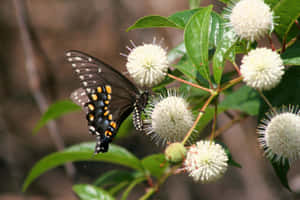 Swallowtail Butterflyon White Flowers.jpg Wallpaper