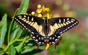 Swallowtail Butterflyon Yellow Flowers Wallpaper