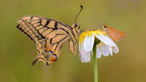 Swallowtailand Skipperon Daisy.jpg Wallpaper