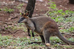 Swamp Wallabyin Natural Habitat.jpg Wallpaper