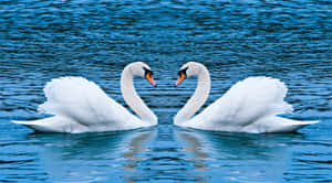 Swan Heart Reflection Water Wallpaper