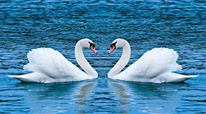 Swan Heart Reflection Water Wallpaper