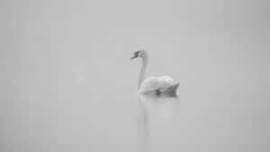 Swan Lake Ballet Inspiration Wallpaper