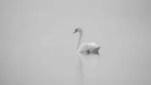 Swan Lake Ballet Inspiration Wallpaper