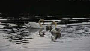 Swan Lake Ballet Inspiration Wallpaper