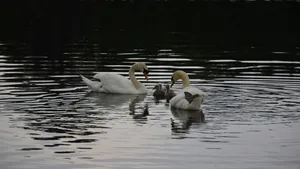 Swan Lake Ballet Inspiration Wallpaper