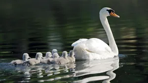 Swan Lake Family Scene Wallpaper