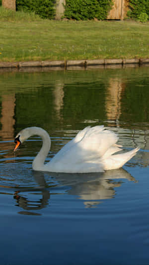 Swan Lake Graceful Swan Wallpaper