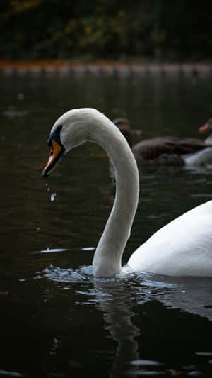 Swan Lake Graceful Swan Wallpaper