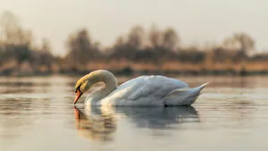 Swan Lake Graceful Swan Reflection Wallpaper