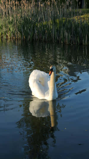 Swan Lake Graceful Swan Reflection Wallpaper