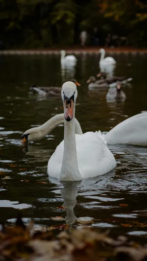 Swan Lake Inspiration Wallpaper