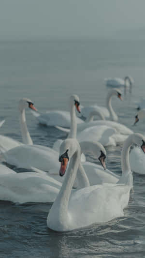 Swan Lake Inspiration Wallpaper