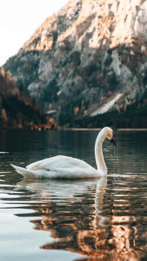 Swan Lake Inspiration Wallpaper