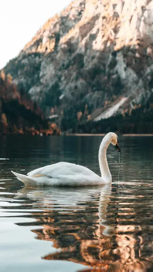 Swan Lake Inspiration Wallpaper