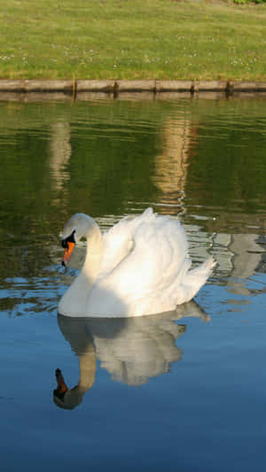 Swan Lake Reflection Wallpaper