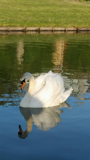 Swan Lake Reflection Wallpaper