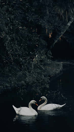 Swan Lake Romantic Scene Wallpaper