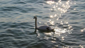 Swan Lake Scene Wallpaper