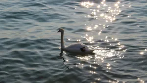 Swan Lake Scene Wallpaper