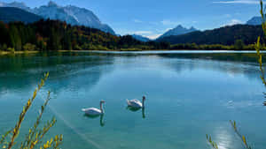 Swan Lake Serenity Wallpaper