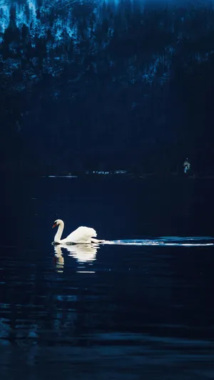 Swan Lake Serenity Wallpaper