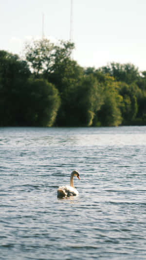 Swan Lake Serenity Wallpaper