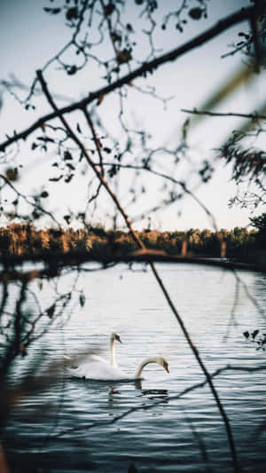 Swan Lake Serenity Wallpaper