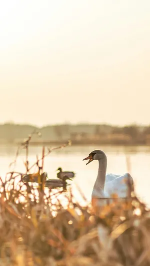Swan Lake Serenity Wallpaper