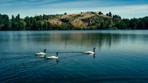 Swan Lake Serenity Wallpaper