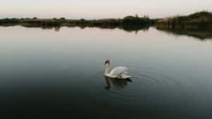 Swan Lake Serenity Wallpaper