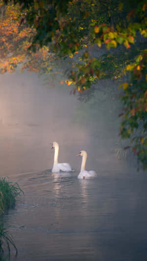 Swan Lake Serenity Wallpaper
