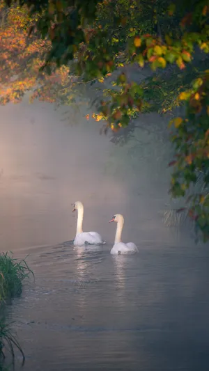 Swan Lake Serenity Wallpaper