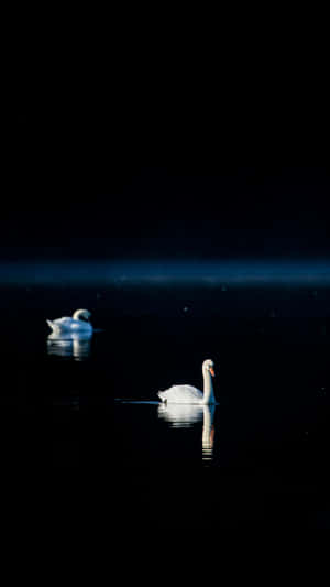 Swan Lake Serenity Wallpaper