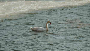 Swan Lake Solo Swan Wallpaper