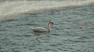 Swan Lake Solo Swan Wallpaper