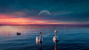 Swan Lake Sunset Scene Wallpaper