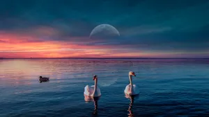 Swan Lake Sunset Scene Wallpaper