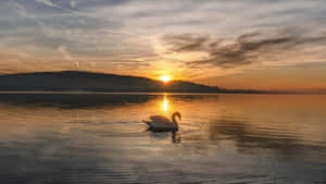Swan Lake Sunset Scene Wallpaper