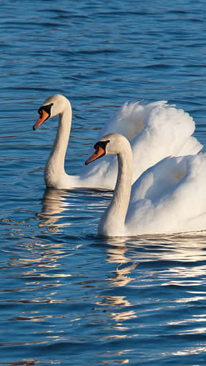 Swan Lake Symbolism Wallpaper