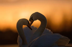 Swan Sunset Love Birds Wallpaper