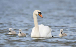 Swan With Cygnets Swimming Wallpaper